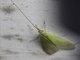 Caddisfly (Leptonema sp)