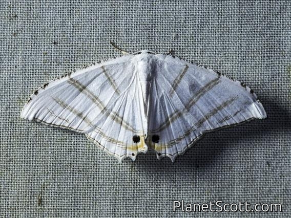 Swallowtail Moth (Epiplema albipennaria)