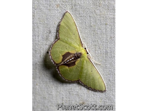 Emerald Moth (Synchlora sp)