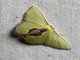 Emerald Moth (Synchlora sp)