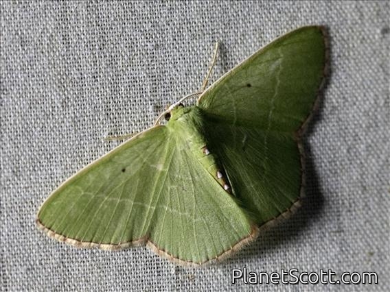 Emerald Moth (Nemoriini sp)