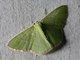 Emerald Moth (Nemoriini sp)