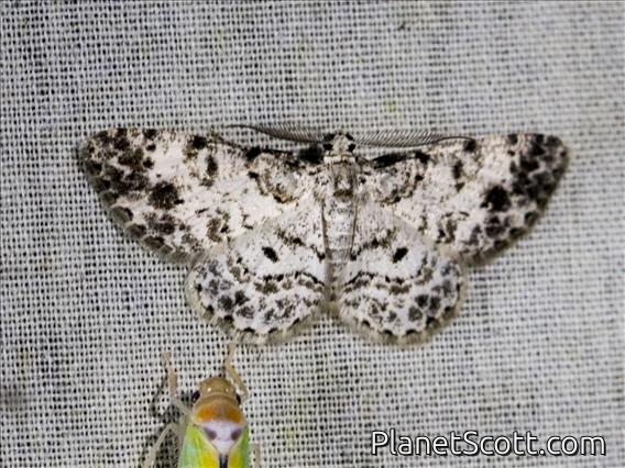 Geometer Moth (Geometera sp)