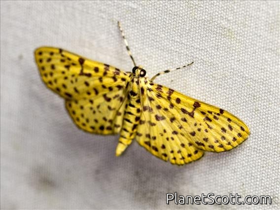 Pearl Moth (Spilomelinae sp)