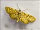 Pearl Moth (Spilomelinae sp)