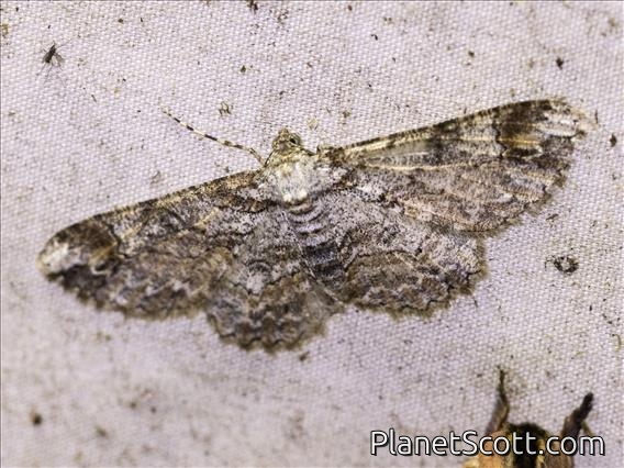 Geometer Moth (Geometera sp)