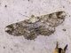 Geometer Moth (Geometera sp)