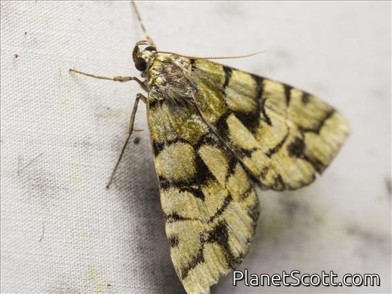 Erebinae Moth (Glenopteris ornata)