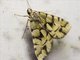 Erebinae Moth (Glenopteris ornata)