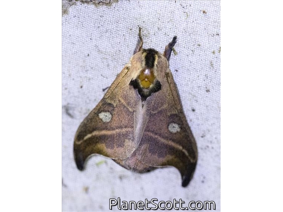 Hylesia Moth (Hylesia ssp)