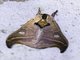 Hylesia Moth (Hylesia ssp)