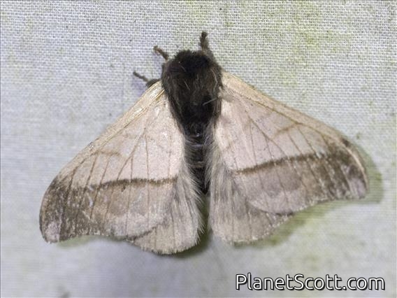 Hemileucini Moth (Hylesia sp)