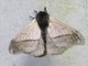 Hemileucini Moth (Hylesia sp)