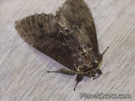 Prominent Moth (Naprepa sp)
