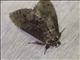 Prominent Moth (Naprepa sp)