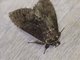 Prominent Moth (Naprepa sp)