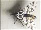 Tiger Moth (Hypercompe sp)