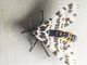 Tiger Moth (Hypercompe sp)