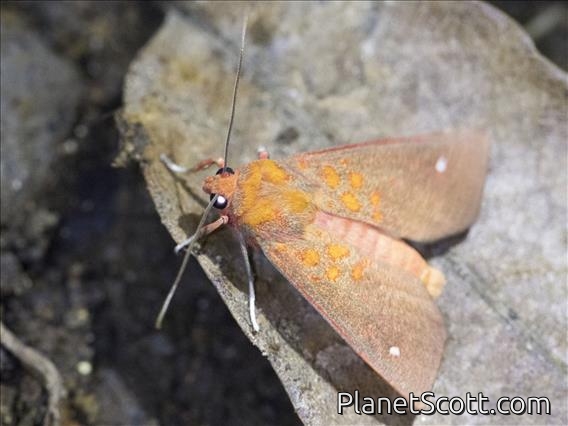 Tiger Moth (Melese sp)