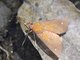 Tiger Moth (Melese sp)