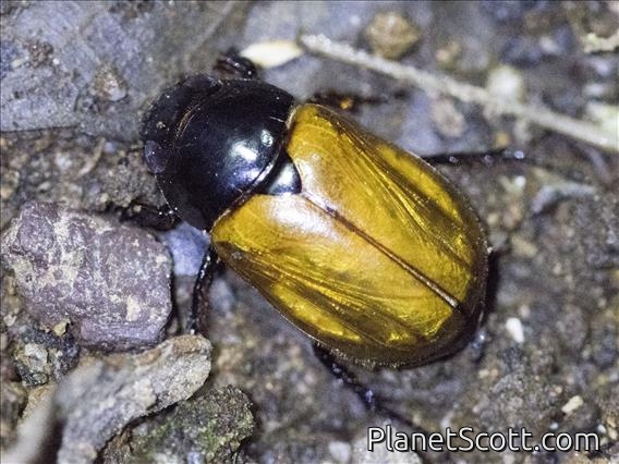 Scarab Beetle (Scarabaeida sp)