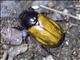 Scarab Beetle (Scarabaeida sp)