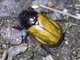 Scarab Beetle (Scarabaeida sp)