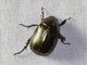 Scarab Beetle (Scarabaeida sp)