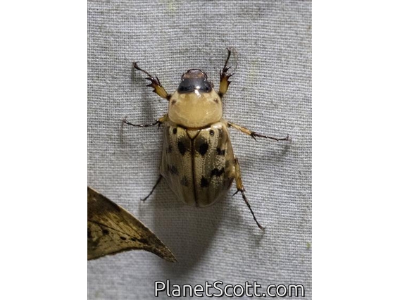 Scarab Beetle (Scarabaeida sp)