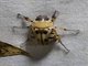 Scarab Beetle (Scarabaeida sp)