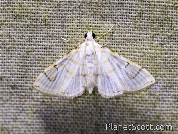 Pyralid Snout Moth (Pyralida sp)