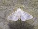 Pyralid Snout Moth (Pyralida sp)
