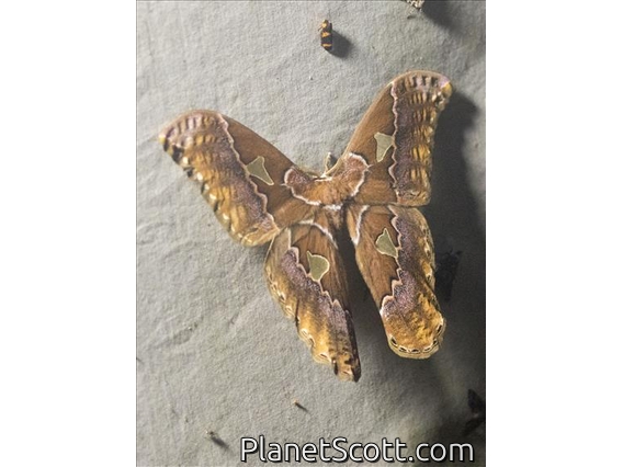 Emperor Moth (Rothschildia sp)