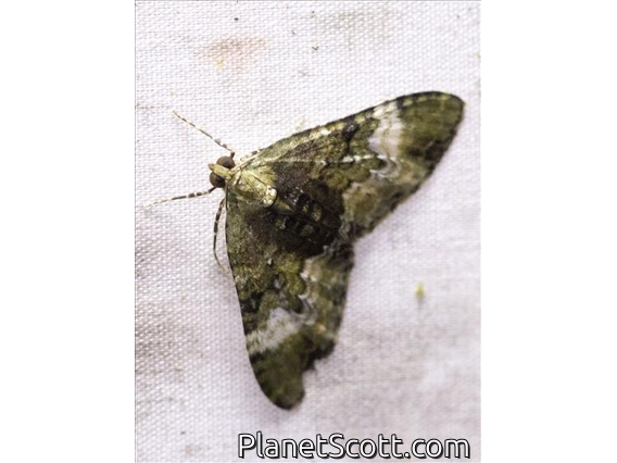 Carpet Moth (Larentiinae sp)