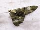 Carpet Moth (Larentiinae sp)