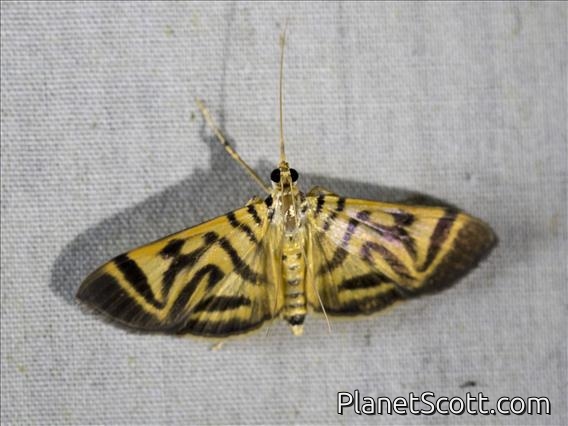 Pyralid Snout Moth (Spilomela receptalis)