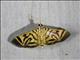 Pyralid Snout Moth (Pyralida sp)