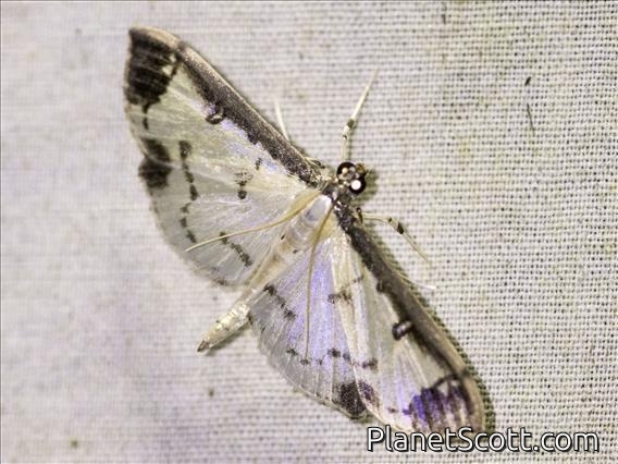 Pearl Moth (Eulepte sp)
