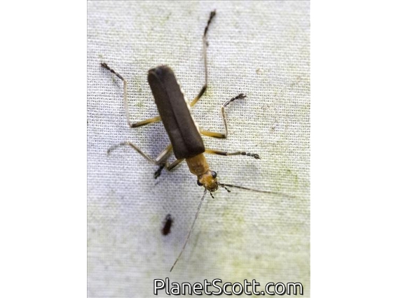 Soldier Beetle (Chauliognathus sp)