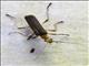 Soldier Beetle (Chauliognathus sp)