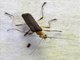 Soldier Beetle (Chauliognathus sp)