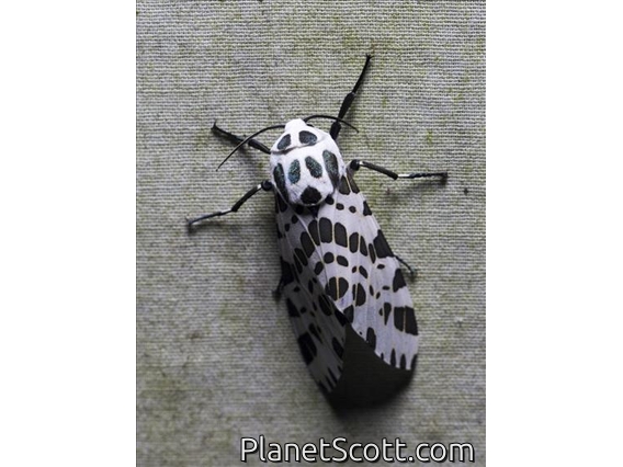Tiger Moth (Erebida sp)