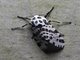 Tiger Moth (Oxyptera sp)