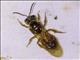 Sweat Bee (Megalopta sp)