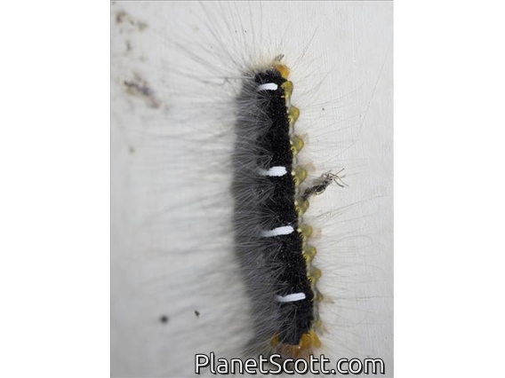 Lappet Moth Caterpillar (Euglyphis sp)