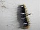 Lappet Moth Caterpillar (Euglyphis sp)