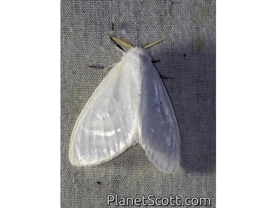 Tussock Moth (Caviria sp)