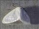 Tussock Moth (Caviria sp)