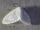 Tussock Moth (Caviria sp)
