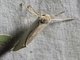 Lappet Moth (Lasiocampida sp)